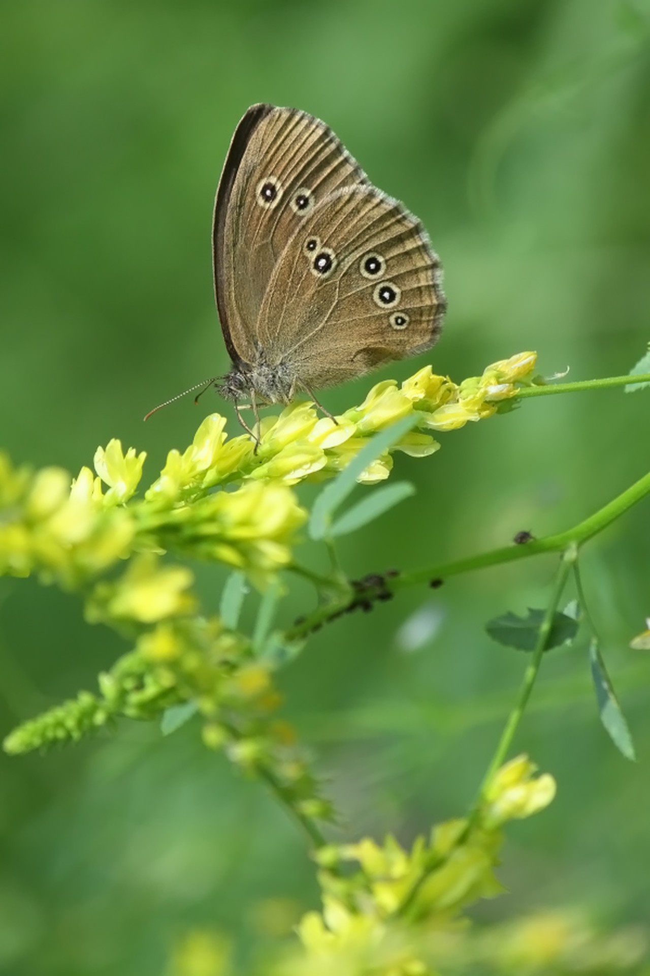 _MG_7483.jpg
