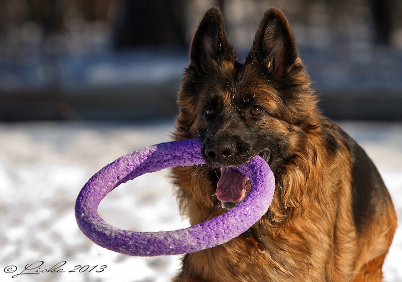 Фото сделанное пользователем Liska