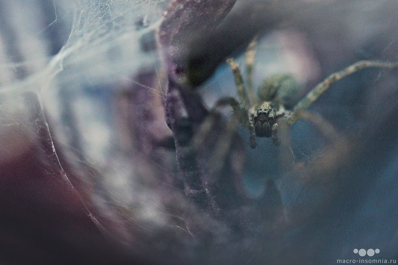 Фото сделанное пользователем Macro-Insomnia