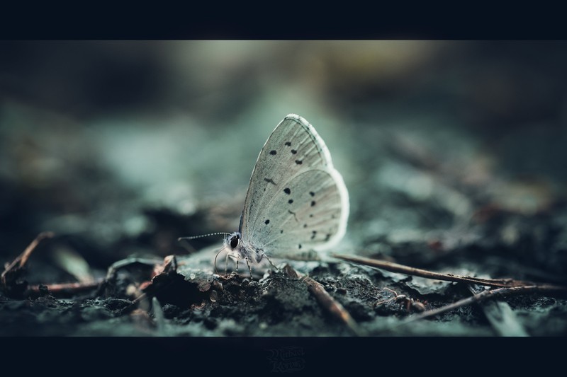 Фото сделанное пользователем Michael_Korvin